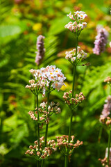 Japanese Primrose blooming beside a small stream