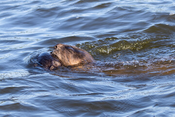 Obraz premium otter. transporting the child in the mouth