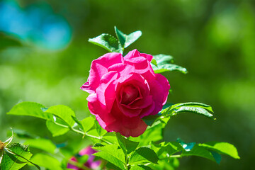 Close-up of a pink rose with green leaves on a blurry background.