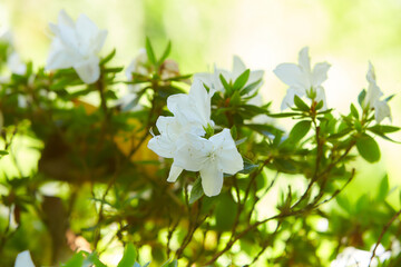 Closeup shot of pacific rhododendron with white petals and green leaves