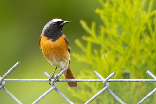 Common Redstart. pleszka, Phoenicurus phoenicurus