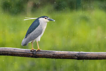 ślepowron, Nycticorax nycticorax Black-crowned Night Heron