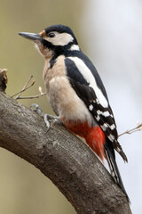 Great Spotted Woodpecker dzięcioł duży, Dendrocopos major