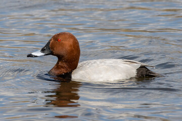 Common Pochard. głowienka, Aythya ferina