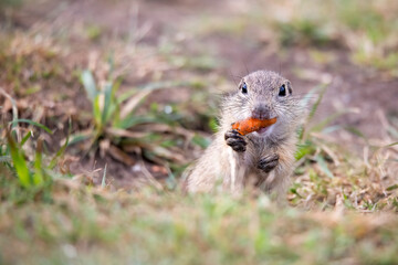 Ground squirrel with carrot