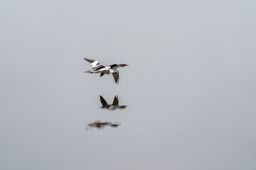 Common merganser couple flying