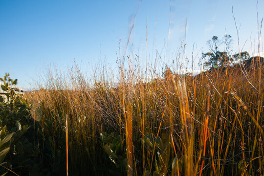 Estuarine environment in Matua Tauranga