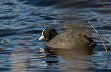 Eursian coot in water
