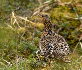 Female western capercaillie posing