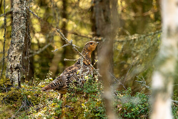 Female western capercaillie posing