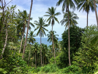 Fototapeta na wymiar Jungle full of palm trees