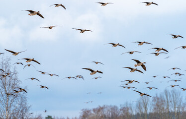 Bean goose flock flying