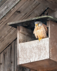Common kestrel taking a cover from rain