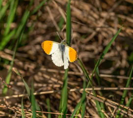 Anthocharis cardamines
