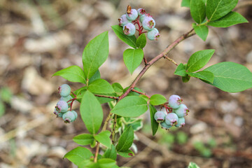 wild berries in the forest