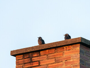 Young Western jackdaw's on top of a chimney