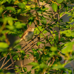 Blyth's reed warbler