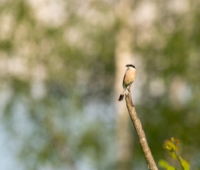 Red-backed shrike looking for a food