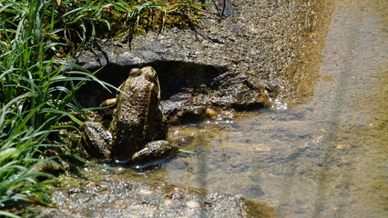 frog on a rock