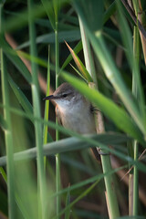 green winged blackbird