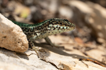 lagartija o salamandra de Ibiza, símbolo de Ibiza
