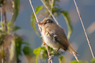 bird in the grass