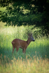 deer in the woods