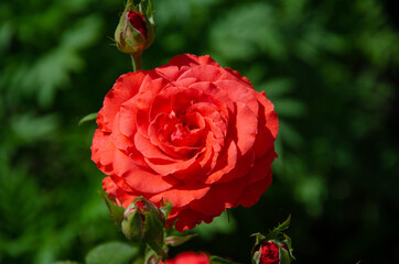 A scarlet rose in the garden on a summer day. Beautiful flowers, cultivation of roses.