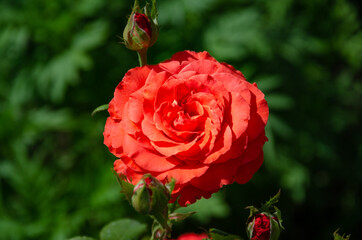 A scarlet rose in the garden on a summer day. Beautiful flowers, cultivation of roses.