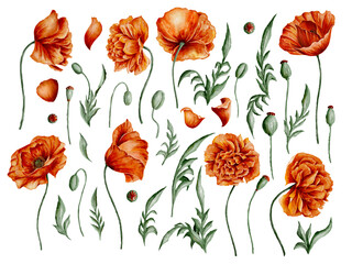 Digital watercolor elements kit with orange wild poppies, poppy buds, and green leaves on the blue background. Hand-drawn illustration of beautiful summer flowers.