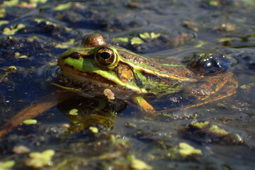 Edible frog