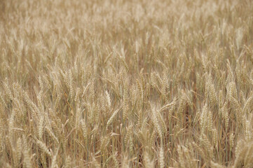 Golden wheat field in summer

