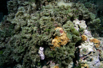 Algae overgrowing coral in the Exumas, Bahama Islands © Tsado