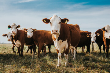 Fototapeta na wymiar cows in the field
