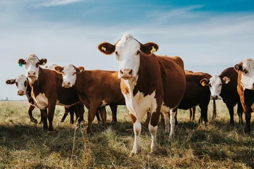 Fotobehang koeien in het veld © Luis