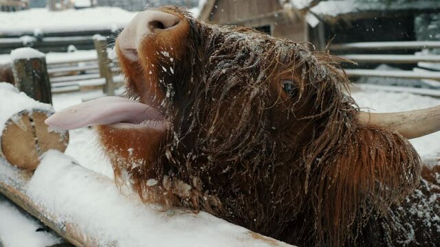 Funny Scottish highland cow in a cattle paddock begs for food sticking out tongue, snowfall and winter in the mountains.