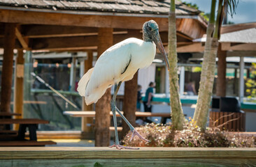 Wood Stork sitting on rail at gator park in Orlando Florida.