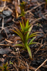 Fireweed grows through dry leaves, close-up