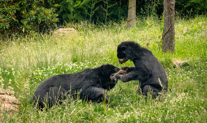 Obraz na płótnie Canvas Breeding Andean Bears as zoological specimens playing in Nashville Tennessee.