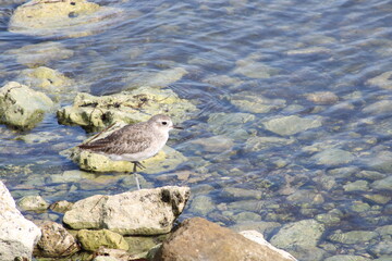 Bird on the rocks
