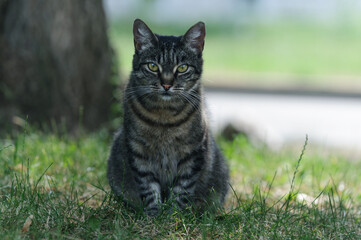 Naklejka na ściany i meble Tabby bright cat sits on the grass. Selective focus with blurred background