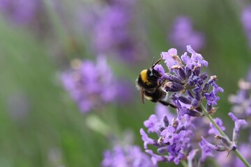 a bumblebee sits at a purple lavender flower in the garden in springtime closeup