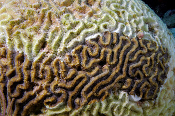 Coral bleaching on Brain coral in the Florida Keys National Marine Sanctuary