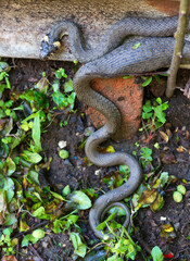 Collared snake, Grass snake in the Nature (Natrix natrix)
