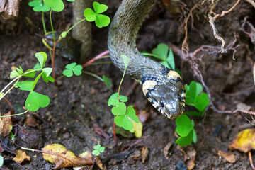 Collared snake, Grass snake in the Nature (Natrix natrix)