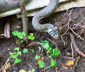 Collared snake, Grass snake in the Nature (Natrix natrix)