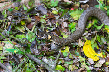 Collared snake, Grass snake in the Nature (Natrix natrix)