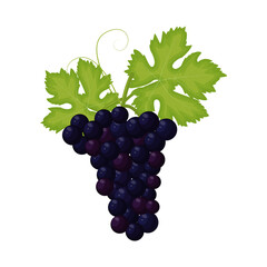 Bunch of blue grapes with leaves isolated on white background. Flat vector illustration
