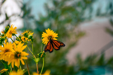 butterfly on a flower