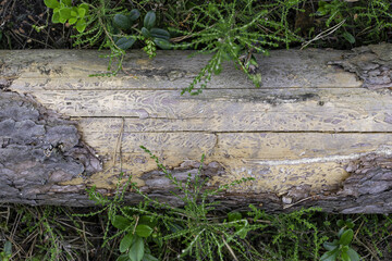 Naklejka na ściany i meble A log of wood lying in the forest thickets. A rotten piece of wood covered with bark beetle traces.